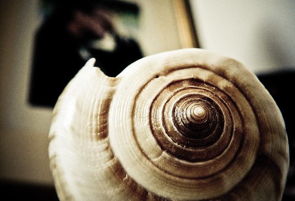 A photo of a conch shell in front of a blurry photo frame.