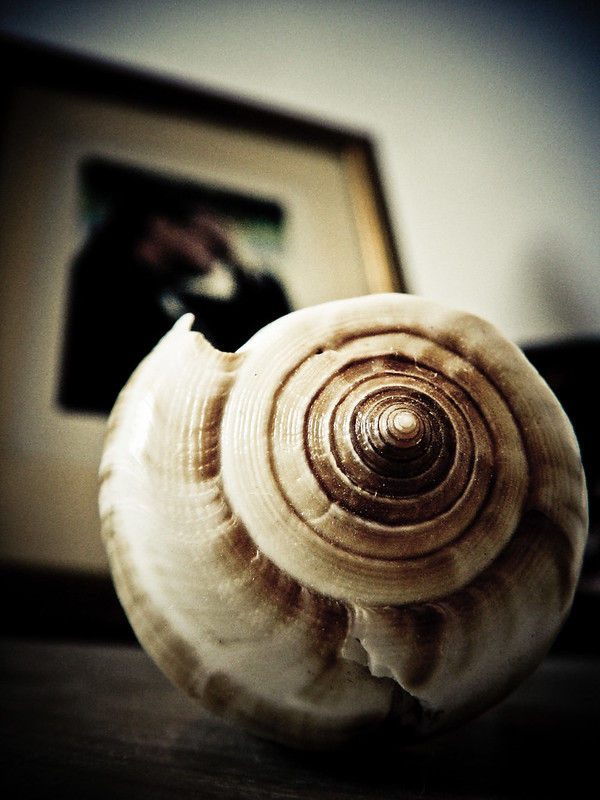 A photo of a conch shell in front of a blurry photo frame.